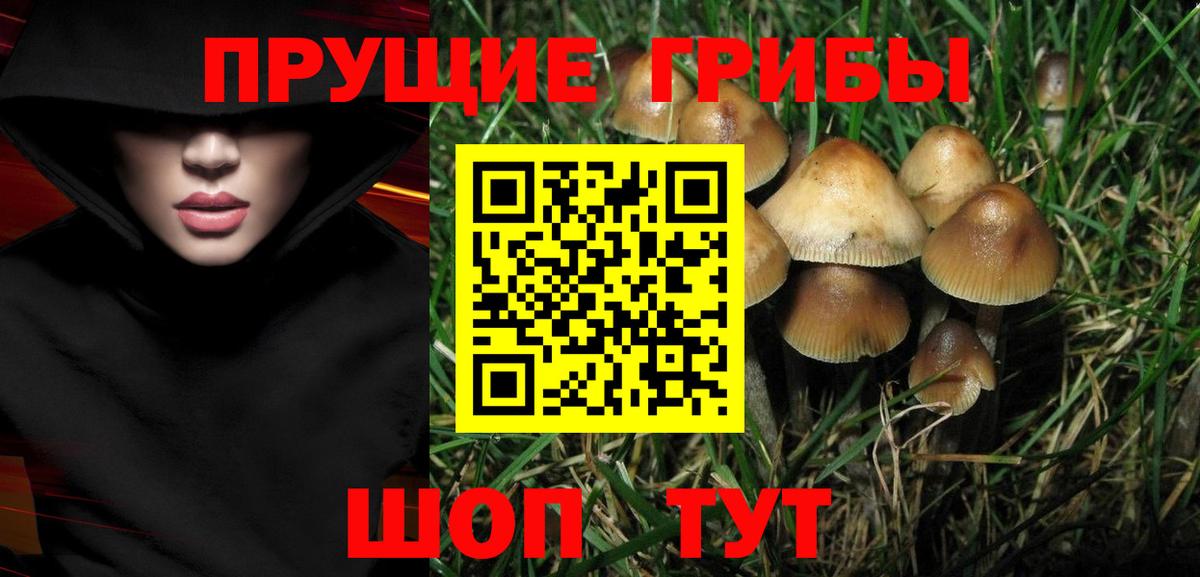 Слободской  Псилоцибиновые грибы мицелий  Вход с VPN 